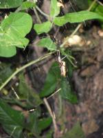 gruselige, riesige Spinnen gibt es auch