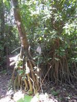 die riesigen Luftwurzeln machen nicht halb so viel Angst ;)