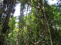 Tarzan, wo ist Jane?