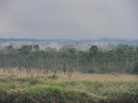 Bei der Hitze dampft es nach dem Regen