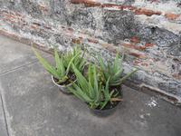 Pflanzen in Töpfen und Mauersteine aus Muschelkalk