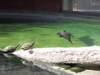 Schildkröten und Alligatoren scheinen sich zu vertragen