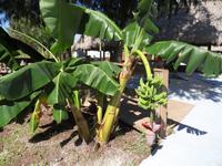 Bananen - diesmal nicht in Costa Rica, sondern in Florida