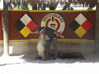 während der Alligatorenshow