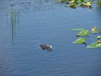 Wer schleicht sich denn da an?