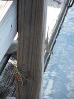 Verstecken vor dem Alligator