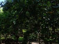 Huatulco