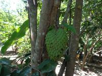 Huatulco