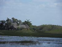 In den Everglades