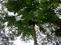 Puntarenas
