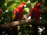 Puntarenas