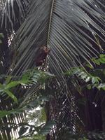 Puntarenas