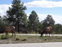 Grand Canyon - Wapitis