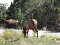 Grand Canyon - Wapitis