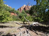 Zion Nationalpark