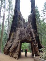 Yosemite Nationalpark - Tuolumne Grove mit Riesen Sequoia (Dead Giant Tunnel Tree)
