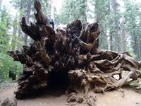 Yosemite Nationalpark - Tuolumne Grove mit Riesen Sequoia