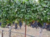 Napa - Weinverkostung