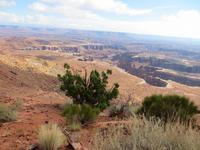 Grand Viewpoint im Island in the Sky