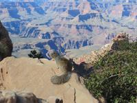 Squirl am Ooh Aah Point im Grand Canyon