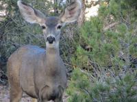 Dear am Grand Canyon