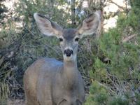 Dear am Grand Canyon