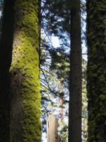 Baumbewuchs im Yosemite NP
