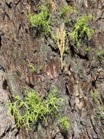 Baumbewuchs im Yosemite NP