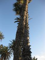 Palmen an der Uferpromenade in Santa Monica