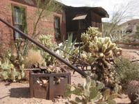 Kakteengarten in Calico