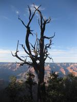 Im Grand Canyon Nationalpark