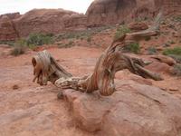 Im Arches Nationalpark