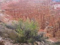 Bryche Canyon