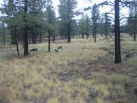 Bambis im Bryce Canyon Nationalpark
