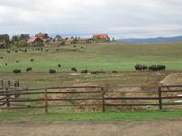 Büffelherde auf dem Weg zum Zion Nationalpark
