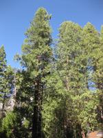 Mammutbäume im Yosemite Nationalpark