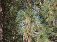 Kiefer im Yosemite Nationalpark