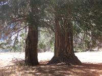 Mammutbaum im Yosemite Nationalpark