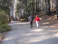 Yosemite Nationalpark - Tuolumne Grove of Giant Sequoias