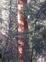 Yosemite Nationalpark -  Mammutbaum / Giant Sequoias