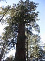 Yosemite Nationalpark -  Mammutbaum / Giant Sequoias
