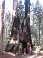 Yosemite Nationalpark -  Mammutbaum / Giant Sequoias