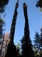 Yosemite Nationalpark -  Mammutbaum / Giant Sequoias