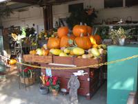 Es ist Kürbiszeit 