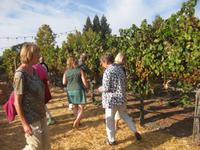 Verkostung im Weingut COSENTINO