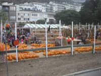 San Francisco - Kürbismarkt