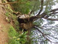 Nu´uanu Pali Aussichtspunkt 