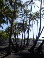 Punalu´u Black Sand Beach Park 