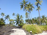 Pu´uhonua´o Honaunau