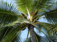 Pu´uhonua´o Honaunau